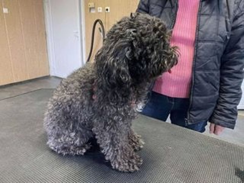 Picture, kleiner Mini Pudel ist bereit für dich