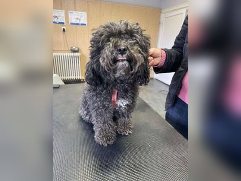 Picture, kleiner Mini Pudel ist bereit für dich