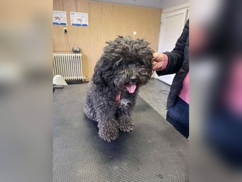 Picture, kleiner Mini Pudel ist bereit für dich