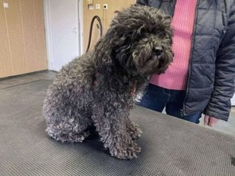 Picture, kleiner Mini Pudel ist bereit für dich