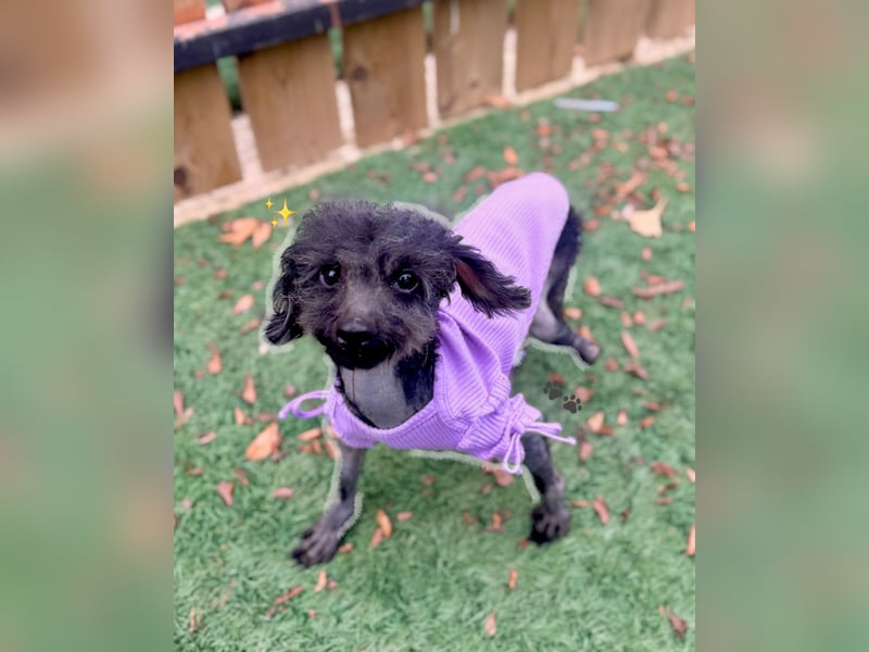 Rami kleiner Pudel gerettet aus Vermehrersituation braucht Dich