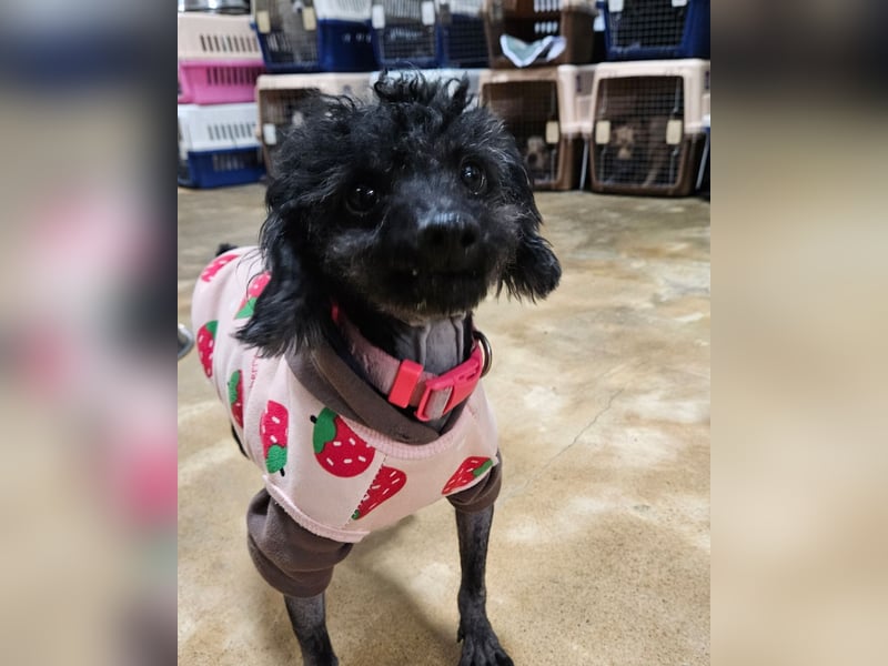 Rami kleiner Pudel gerettet aus Vermehrersituation braucht Dich