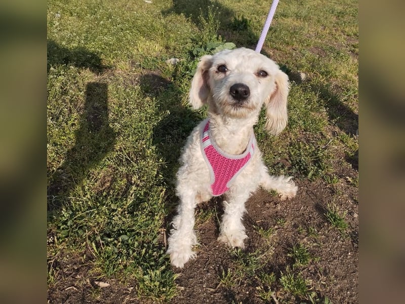 Pudel-Bedlington Terrier Mix FELICE sucht ihr Glück!