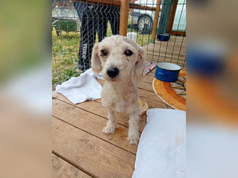 Pudel-Bedlington Terrier Mix FELICE sucht ihr Glück!