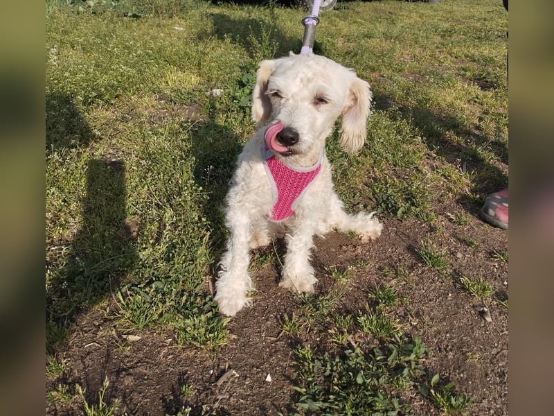 Pudel-Bedlington Terrier Mix FELICE sucht ihr Glück!