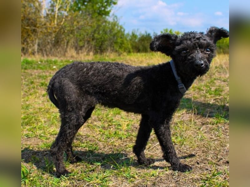 Rina, Pudel Pumi/ Puli Mix, geb, 2024, aktive, quirlige Junghündin