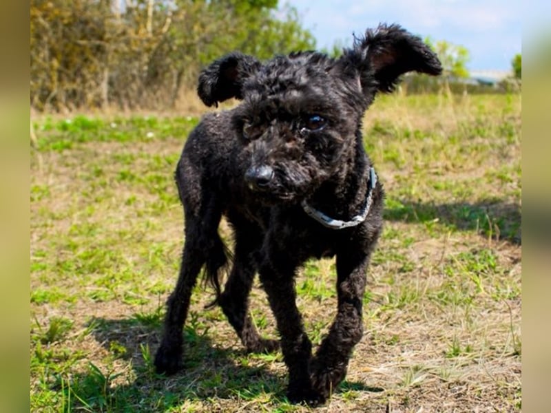 Rina, Pudel Pumi/ Puli Mix, geb, 2024, aktive, quirlige Junghündin