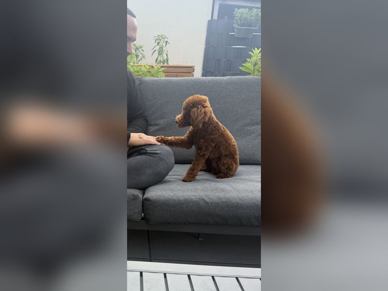  Kleiner Pudel-Teddy auf Brautschau  | 3 kg | Deckrüde