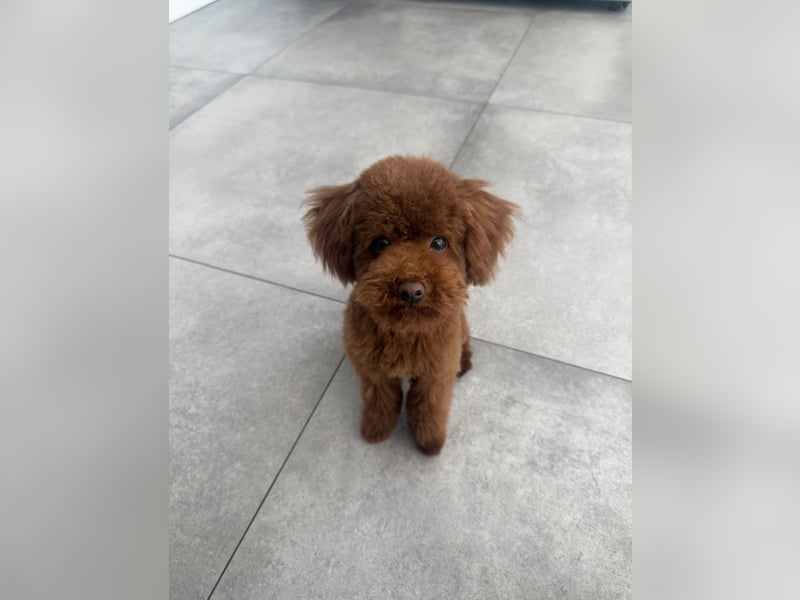  Kleiner Pudel-Teddy auf Brautschau  | 3 kg | Deckrüde