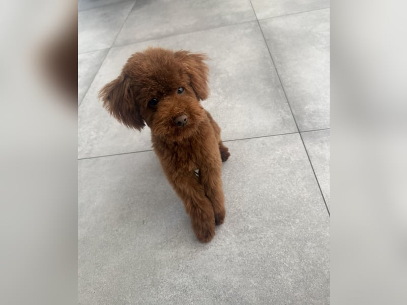  Kleiner Pudel-Teddy auf Brautschau  | 3 kg | Deckrüde