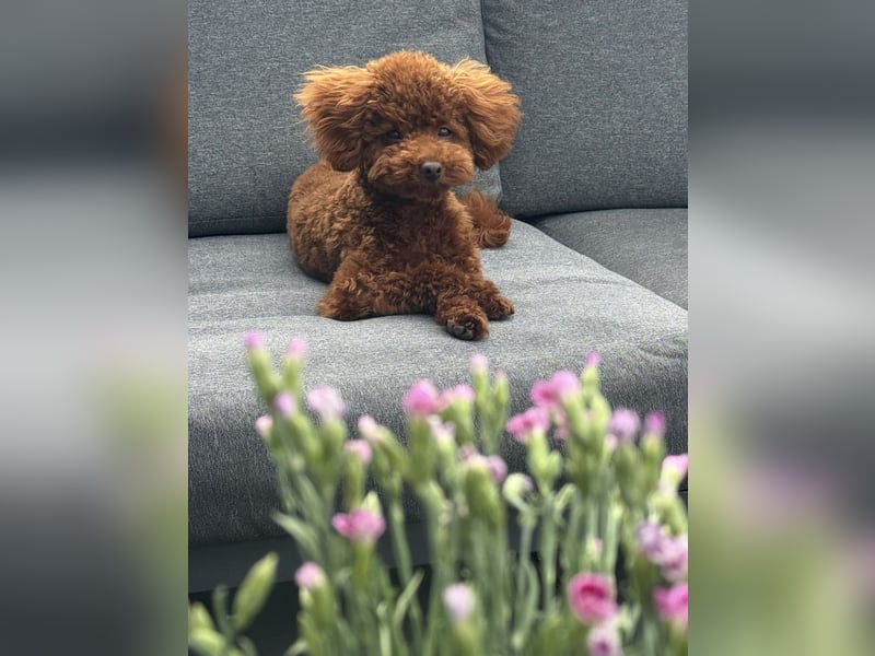  Kleiner Pudel-Teddy auf Brautschau  | 3 kg | Deckrüde