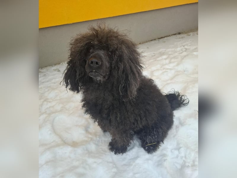 Kokos, Pudel-Mix, Rüde, geb. am 24.05.2023, 42 cm, 15 kg