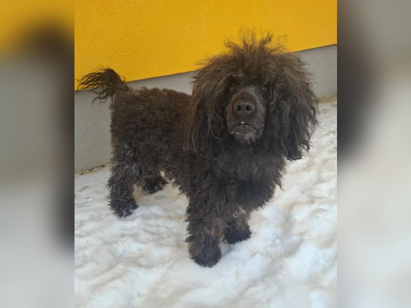 Kokos, Pudel-Mix, Rüde, geb. am 24.05.2023, 42 cm, 15 kg