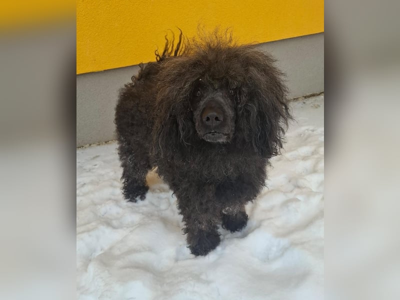 Kokos, Pudel-Mix, Rüde, geb. am 24.05.2023, 42 cm, 15 kg