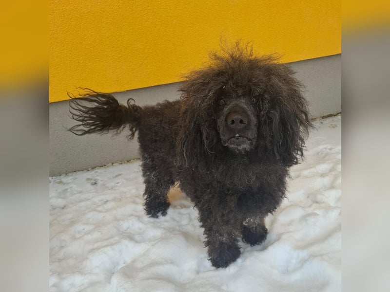 Kokos, Pudel-Mix, Rüde, geb. am 24.05.2023, 42 cm, 15 kg