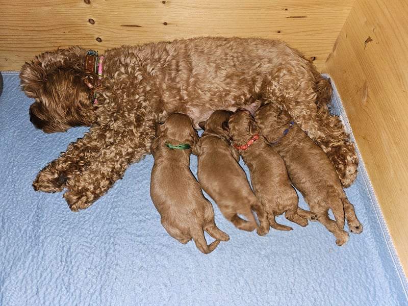 Apricot Fawn Zwergpudel Deckrüde Erfahren Ahnentafel Gentest Patella Katarakte frei, Zuchttauglich