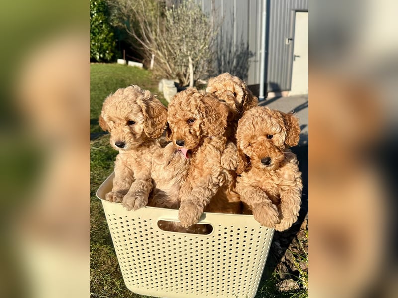 Apricot Fawn Zwergpudel Deckrüde Erfahren Ahnentafel Gentest Patella Katarakte frei, Zuchttauglich