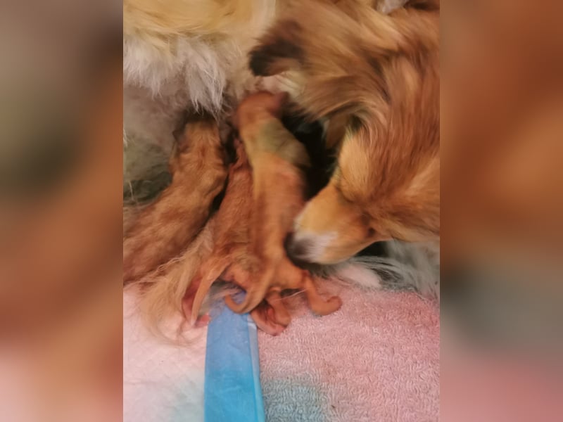 Apricot Fawn Zwergpudel Deckrüde Erfahren Ahnentafel Gentest Patella Katarakte frei, Zuchttauglich