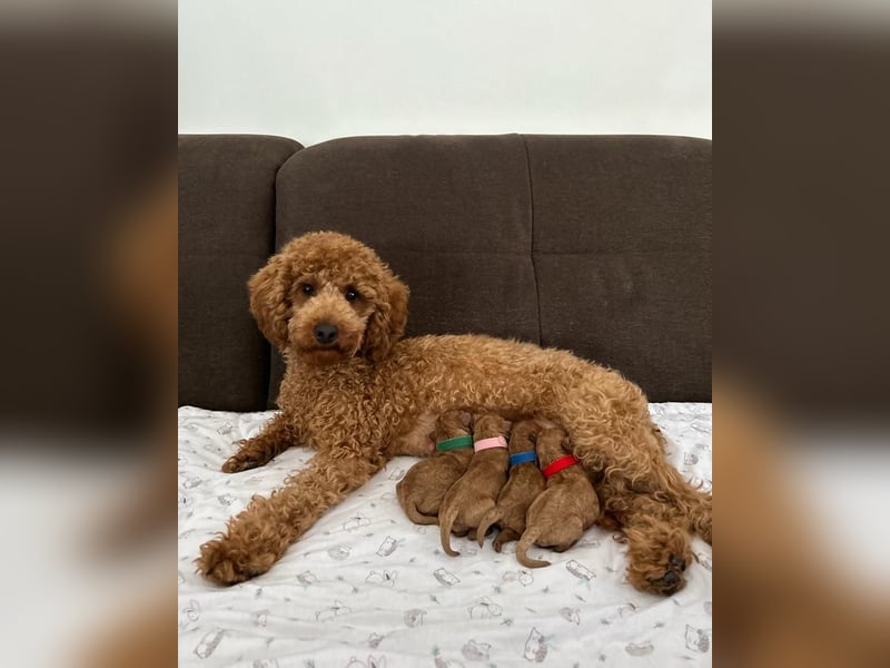 Apricot Fawn Zwergpudel Deckrüde Erfahren Ahnentafel Gentest Patella Katarakte frei, Zuchttauglich
