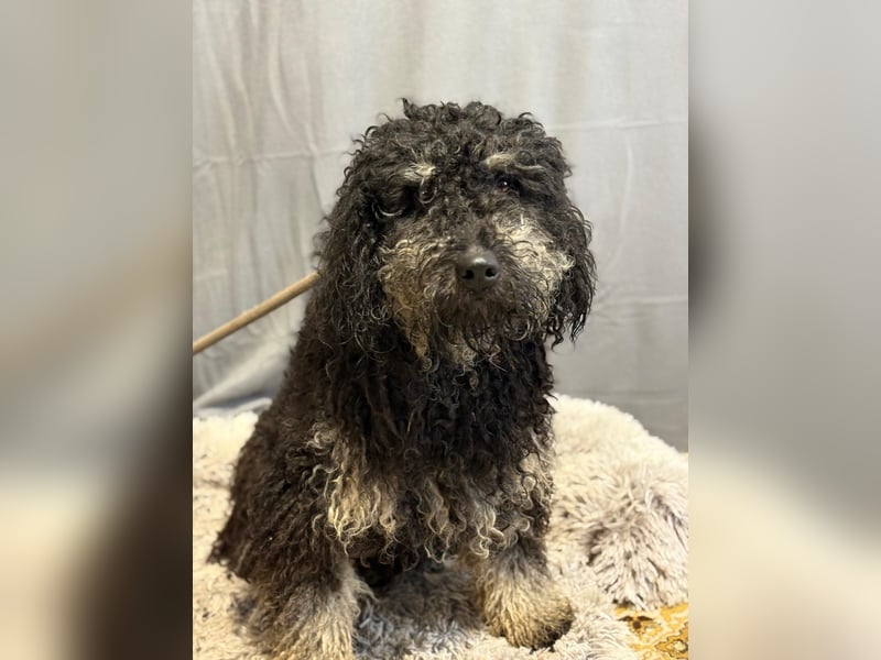 Samu sucht seine Menschen