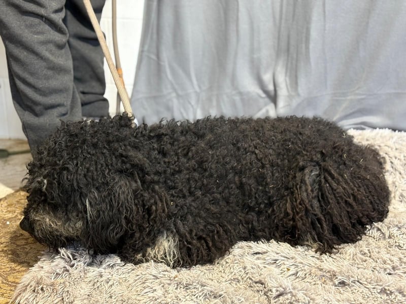 Samu sucht seine Menschen