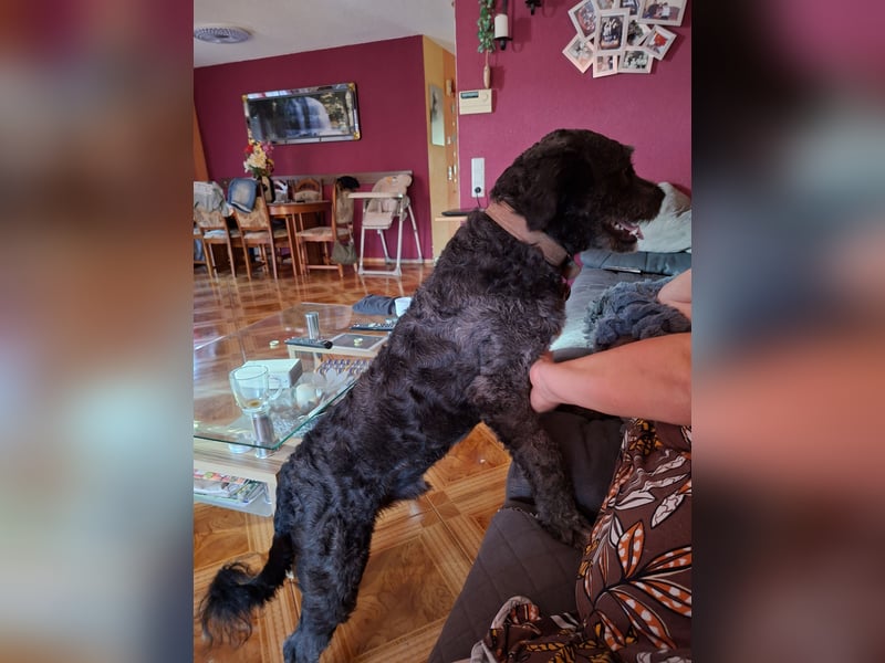 Struppi verliert sein Zuhause