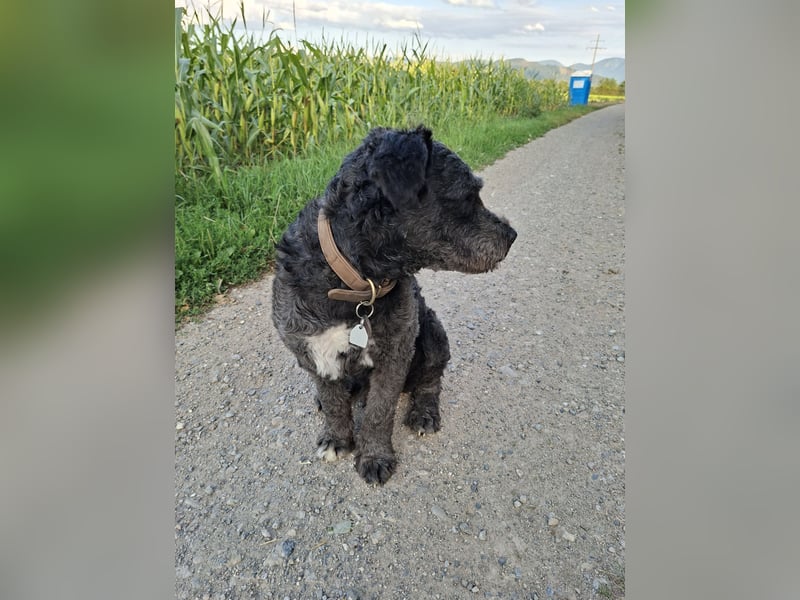 Struppi verliert sein Zuhause