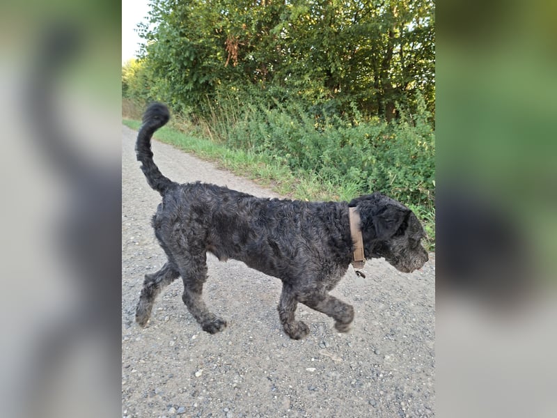 Struppi verliert sein Zuhause