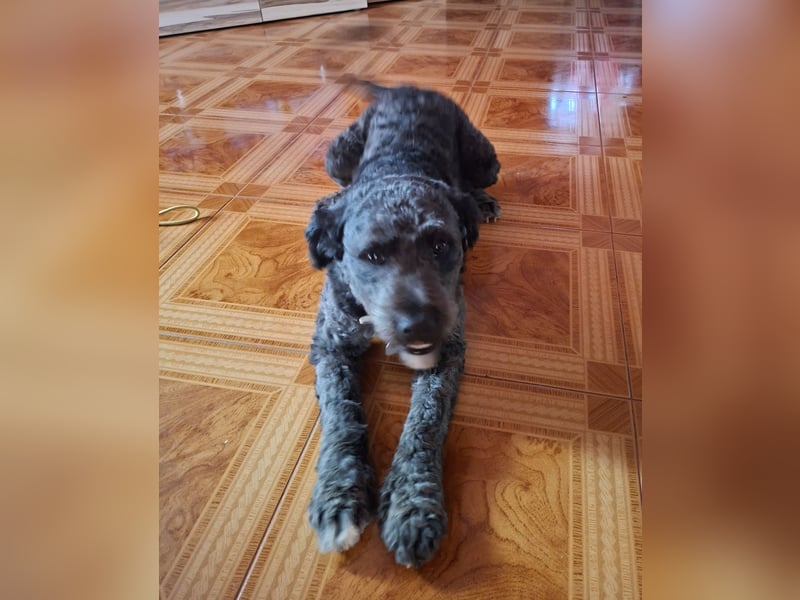 Struppi verliert sein Zuhause