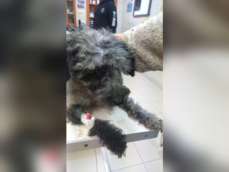 Merli PP - Pudelchen wünscht sich Kuscheleinheiten