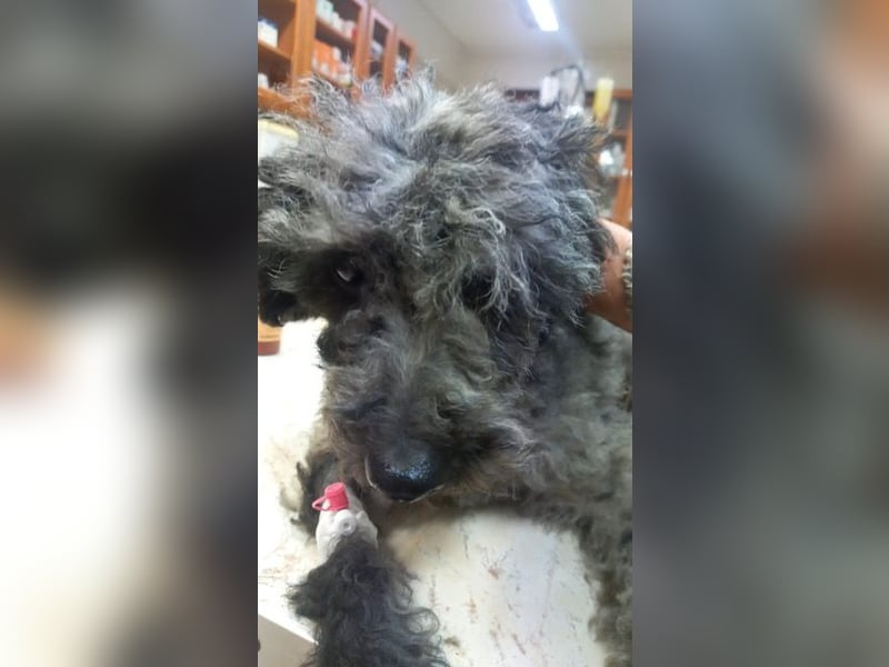 Merli PP - Pudelchen wünscht sich Kuscheleinheiten