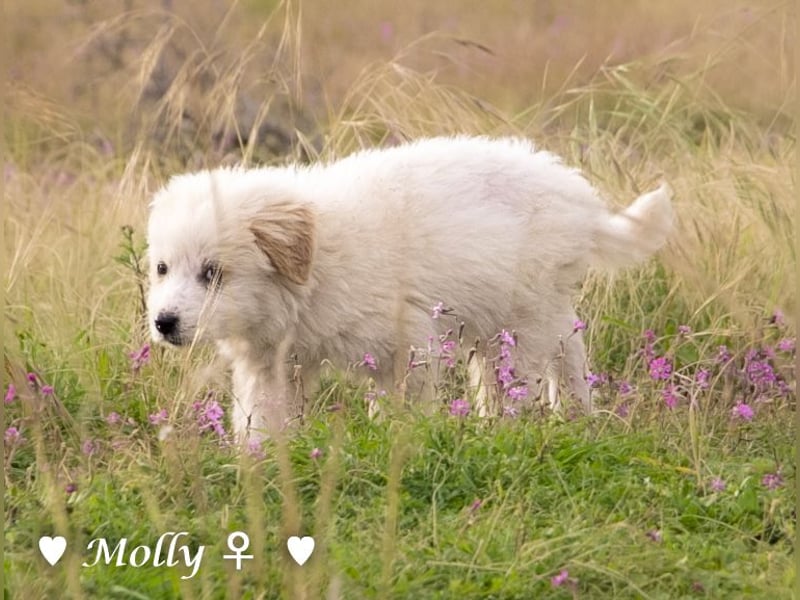 Minnie sucht ein Zuhause