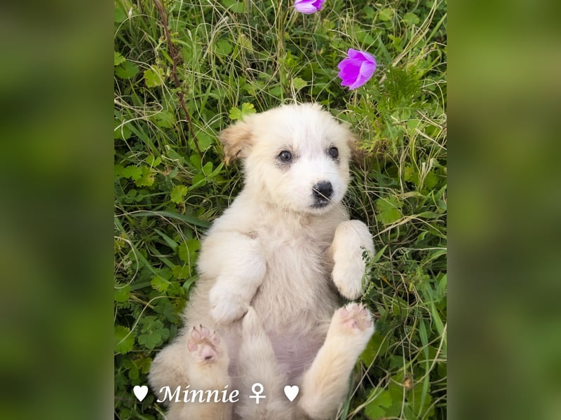 Minnie sucht ein Zuhause