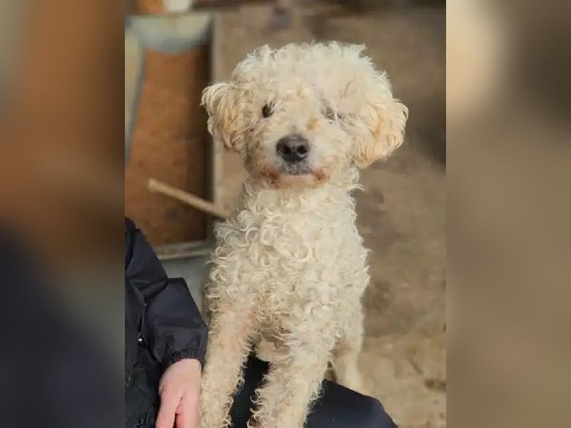 ♥MOGLI♥ ab 24.Okt auf Pflegestelle bei Köln -sehr menschenbezogener, liebenswerter Hundesenior 45 cm