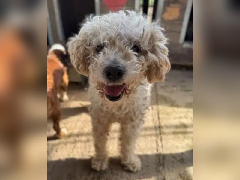 ♥MOGLI♥ neu auf Pflegestelle bei Köln - sehr menschenbezogener, liebenswerter Hundesenior 45 cm