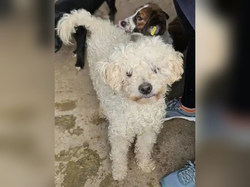 ♥MOGLI♥ ab 24.Okt auf Pflegestelle bei Köln -sehr menschenbezogener, liebenswerter Hundesenior 45 cm