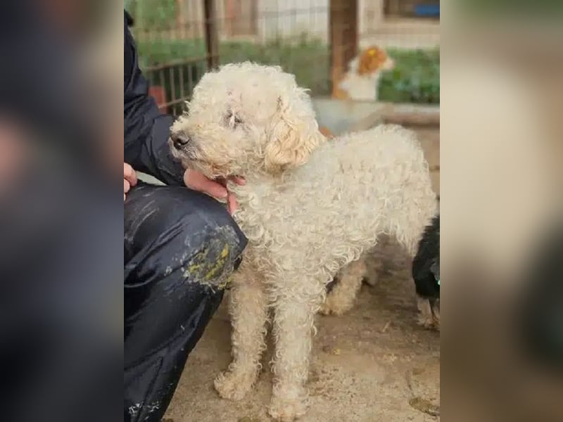♥MOGLI♥ neu auf Pflegestelle bei Köln - sehr menschenbezogener, liebenswerter Hundesenior 45 cm