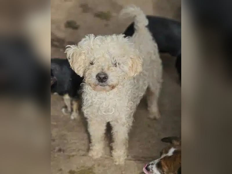 ♥MOGLI♥ ab 24.Okt auf Pflegestelle bei Köln -sehr menschenbezogener, liebenswerter Hundesenior 45 cm