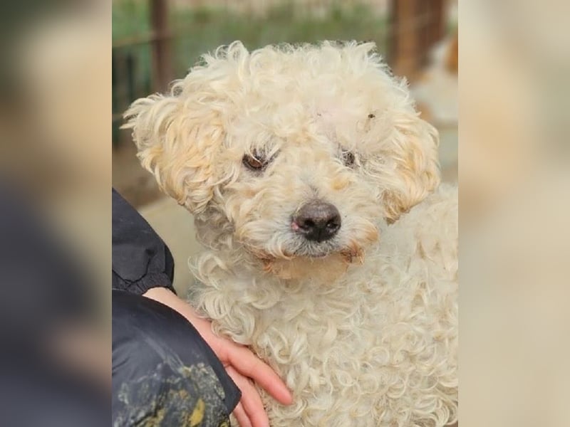 ♥MOGLI♥ ab 24.Okt auf Pflegestelle bei Köln -sehr menschenbezogener, liebenswerter Hundesenior 45 cm