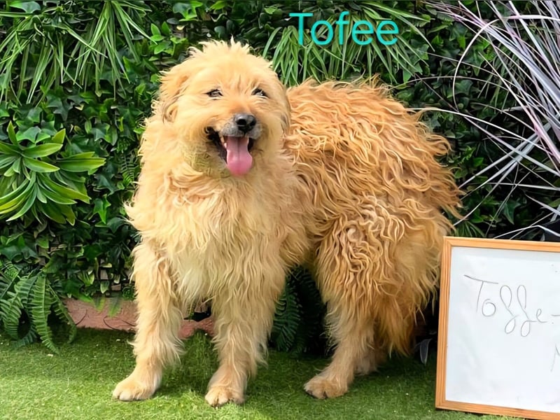 Tofee geb. 01/2023 (ESP) - sympathischer und liebevoller Pudel-Mix!