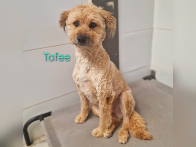 Tofee geb. 01/2023 (ESP) - sympathischer und liebevoller Pudel-Mix!