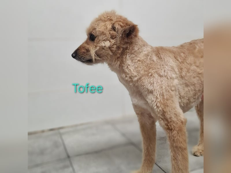 Tofee geb. 01/2023 (ESP) - sympathischer und liebevoller Pudel-Mix!
