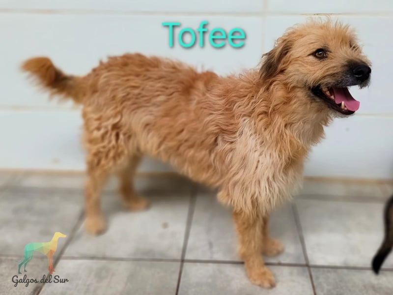 Tofee geb. 01/2023 (ESP) - sympathischer und liebevoller Pudel-Mix!