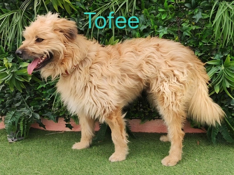 Tofee geb. 01/2023 (ESP) - sympathischer und liebevoller Pudel-Mix!