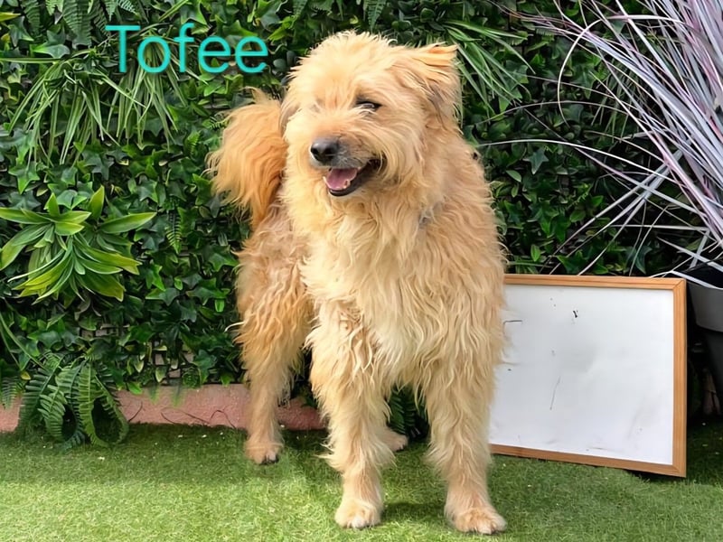 Tofee geb. 01/2023 (ESP) - sympathischer und liebevoller Pudel-Mix!