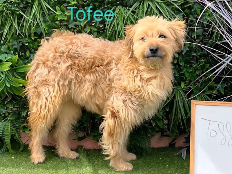 Tofee geb. 01/2023 (ESP) - sympathischer und liebevoller Pudel-Mix!