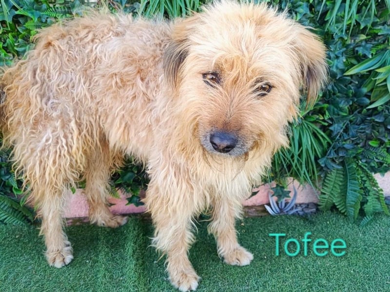 Tofee geb. 01/2023 (ESP) - sympathischer und liebevoller Pudel-Mix!