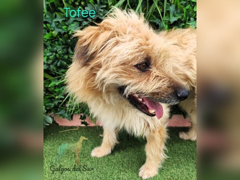 Tofee geb. 01/2023 (ESP) - sympathischer und liebevoller Pudel-Mix!