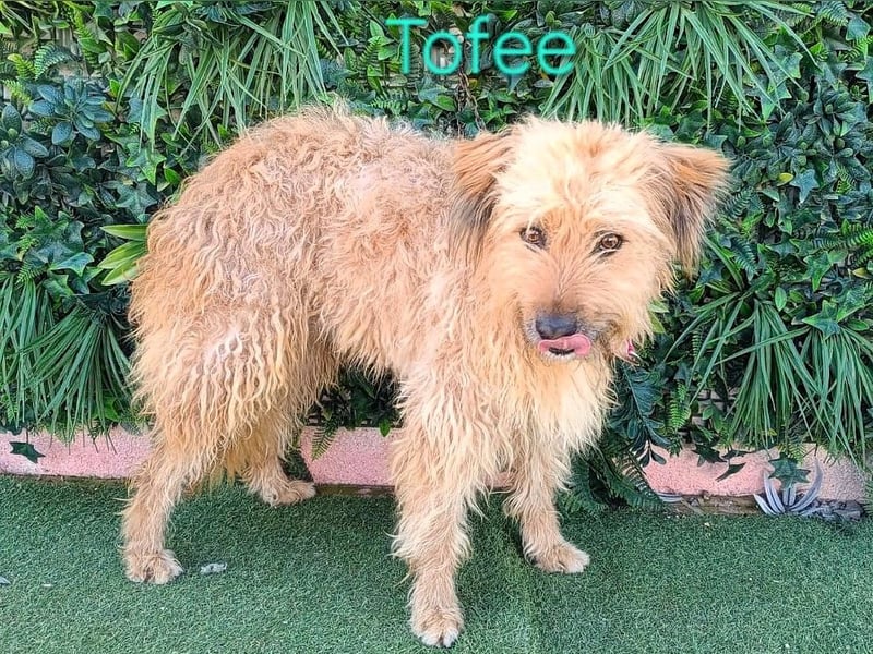 Tofee geb. 01/2023 (ESP) - sympathischer und liebevoller Pudel-Mix!