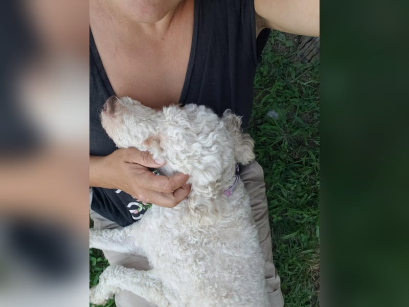NEWGUY - toller Schatz sucht seine Menschen